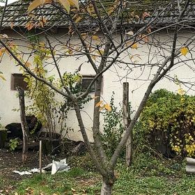 Photo of the plant species Golden Shower Tree by @MeekWildlime19 named Dax on Greg, the plant care app