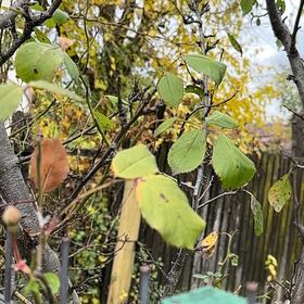 Photo of the plant species Asian Bittersweet by @MeekWildlime19 named Daphne on Greg, the plant care app