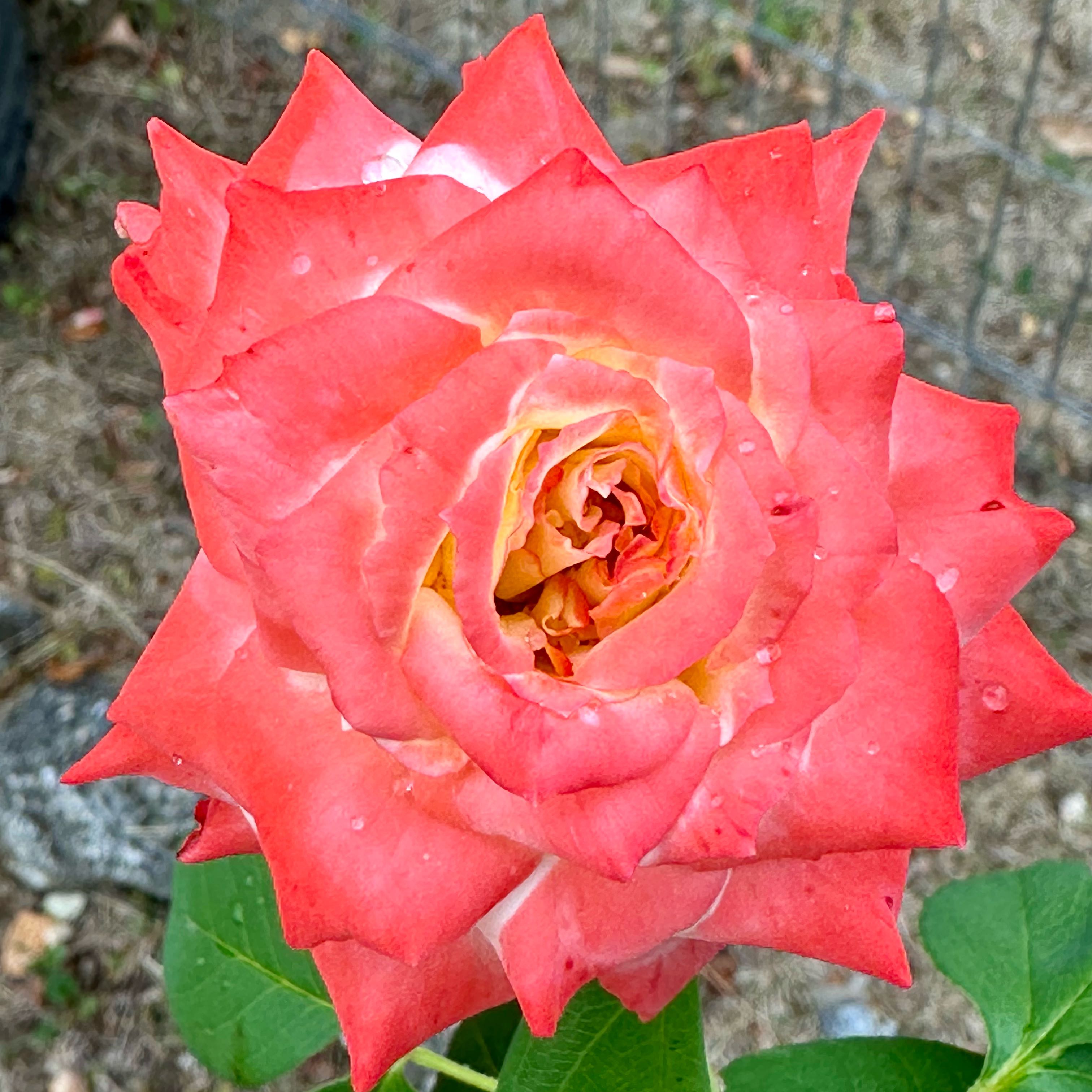 Photo of the plant species Tulip Poplar by @MeekWildlime19 named Curie on Greg, the plant care app