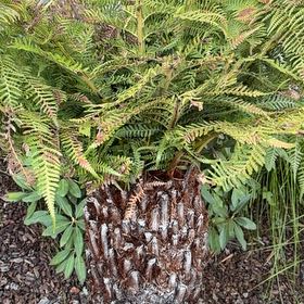 Photo of the plant species Australian Tree Fern by @HeirMangeao45 named Baesil on Greg, the plant care app
