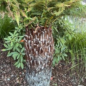 Photo of the plant species Australian Tree Fern by @HeirMangeao45 named Beckham on Greg, the plant care app