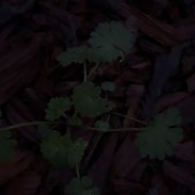 Photo of the plant species Dovefoot Geranium by @HeirMangeao45 named Sanders on Greg, the plant care app
