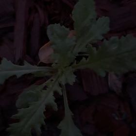 Photo of the plant species Groundsel by @HeirMangeao45 named Mando on Greg, the plant care app