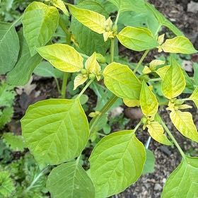 Photo of the plant species Philadelphia Groundcherry by @HeirMangeao45 named Naomi on Greg, the plant care app