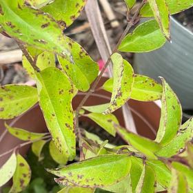 Photo of the plant species Carolina Jessamine by @HeirMangeao45 named Willow on Greg, the plant care app