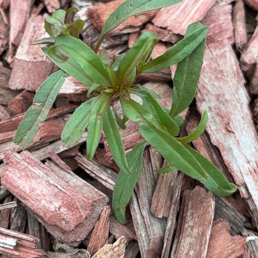 Photo of the plant species Tall Tickseed by @HeirMangeao45 named Girlfrond on Greg, the plant care app