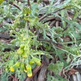 Photo of the plant species Groundsel by @HeirMangeao45 named Kardashian on Greg, the plant care app