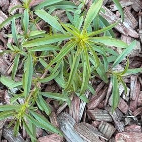 Photo of the plant species Common Gum Cistus by @HeirMangeao45 named Emerson on Greg, the plant care app