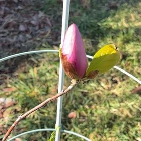 Photo of the plant species Cucumber Magnolia by @HeirMangeao45 named Achilles on Greg, the plant care app