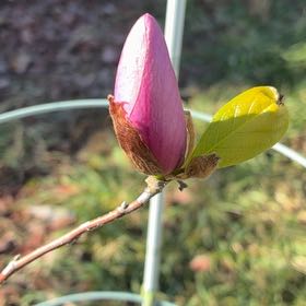 Photo of the plant species Bush Morning Glory by @HeirMangeao45 named Navajo on Greg, the plant care app