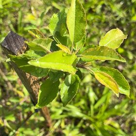 Photo of the plant species American Plum by @HeirMangeao45 named Mollie on Greg, the plant care app