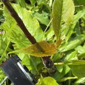 Photo of the plant species Sweet Cherry by @HeirMangeao45 named Sol on Greg, the plant care app