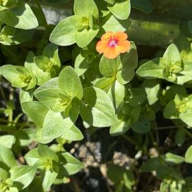 Photo of the plant species Red Chickweed by @HeirMangeao45 named Aria on Greg, the plant care app