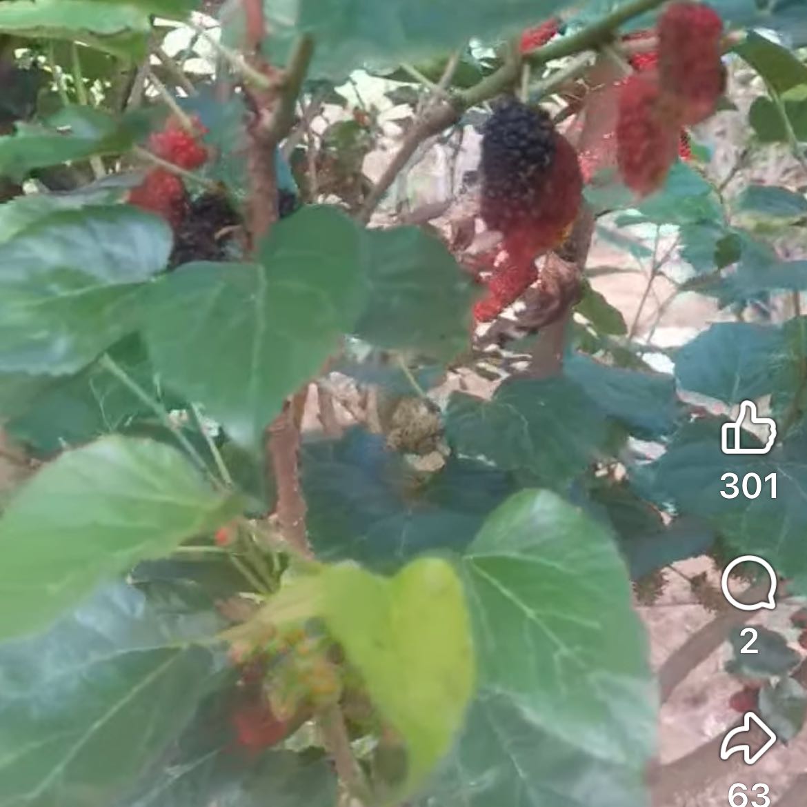 Photo of the plant species Black Mulberry by @HeirMangeao45 named Ronaldo on Greg, the plant care app
