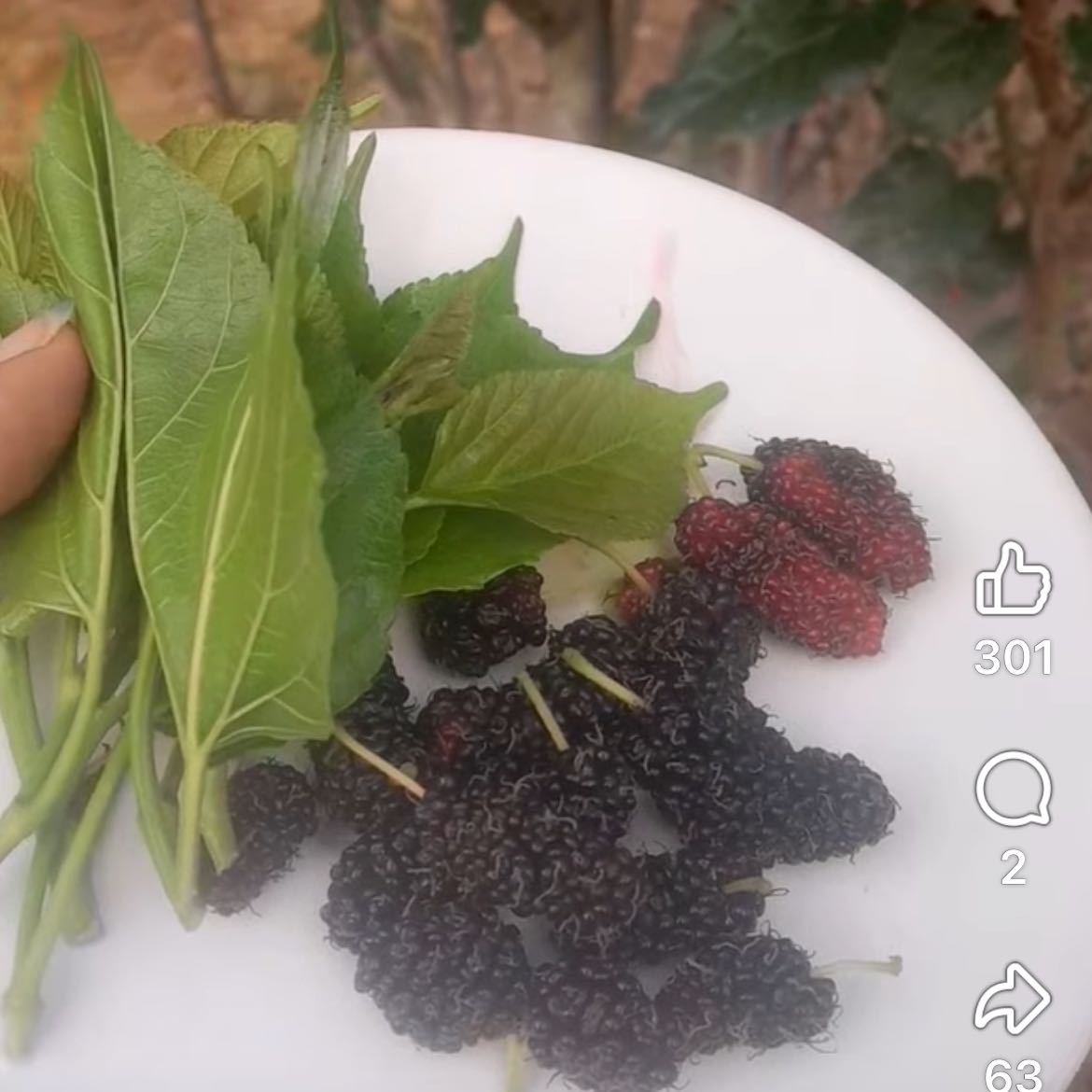 Photo of the plant species American Sycamore by @HeirMangeao45 named Captain Plant-it on Greg, the plant care app