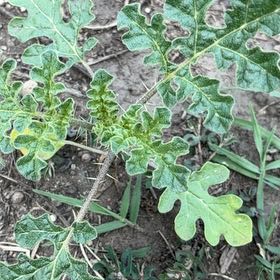Photo of the plant species Sticky Nightshade by @HeirMangeao45 named Eva on Greg, the plant care app