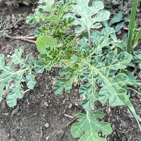 Photo of the plant species Sticky Nightshade by @HeirMangeao45 named Hamilton on Greg, the plant care app