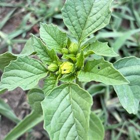 Photo of the plant species Philadelphia Groundcherry by @HeirMangeao45 named Elina on Greg, the plant care app