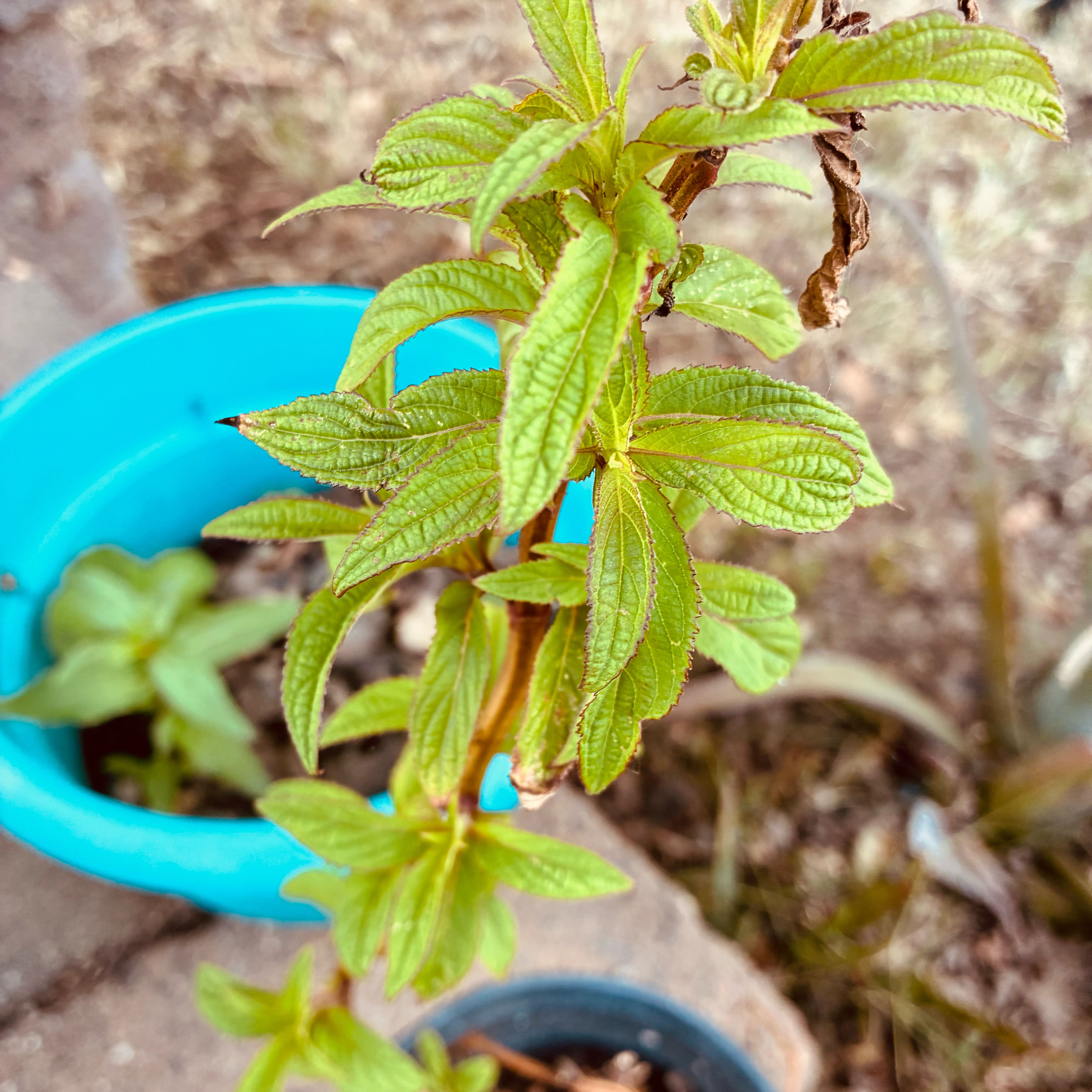 Photo of the plant species Lion's Ear by @HeirMangeao45 named Fernie Mac on Greg, the plant care app