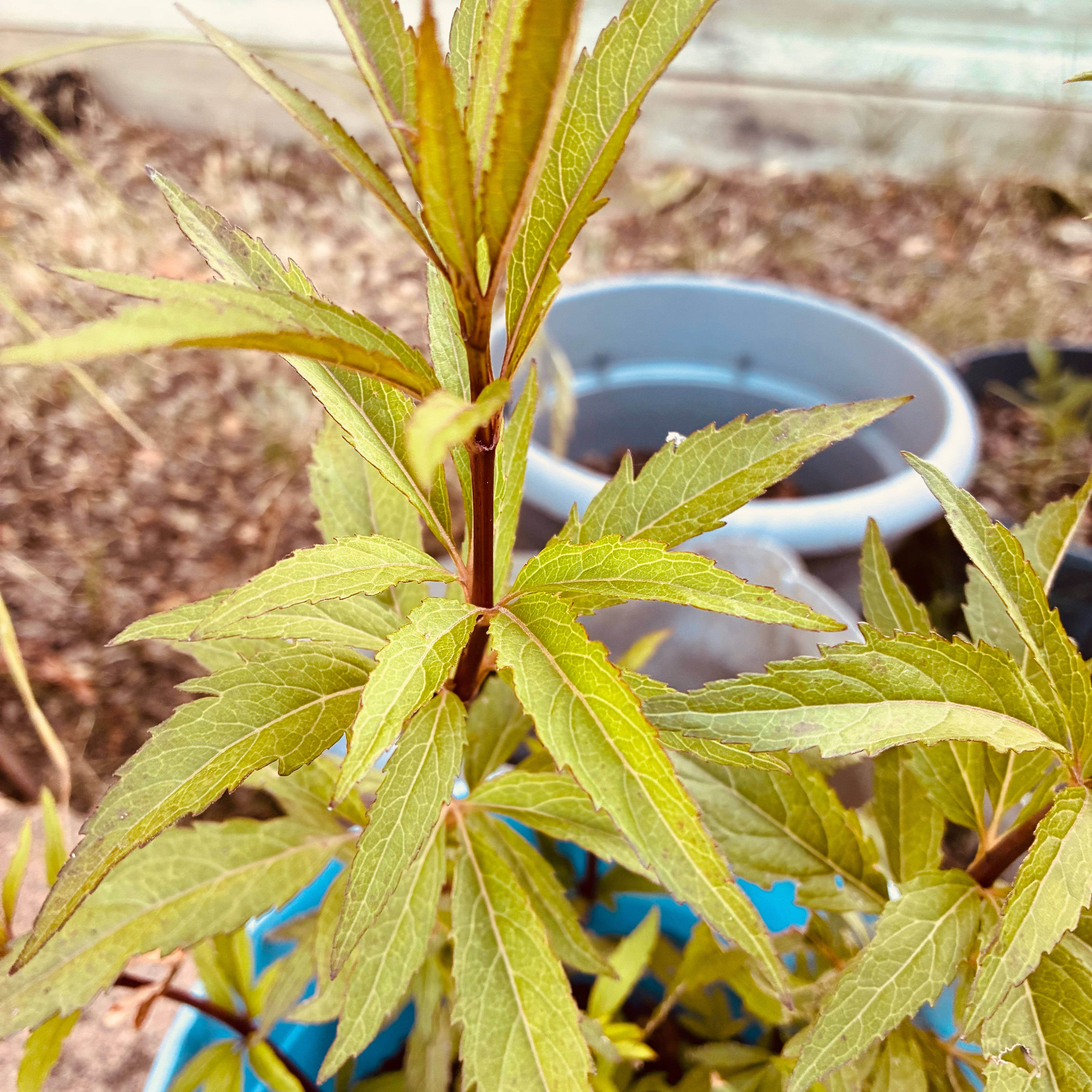Photo of the plant species Queen of the Prairie by @HeirMangeao45 named Bodhi on Greg, the plant care app