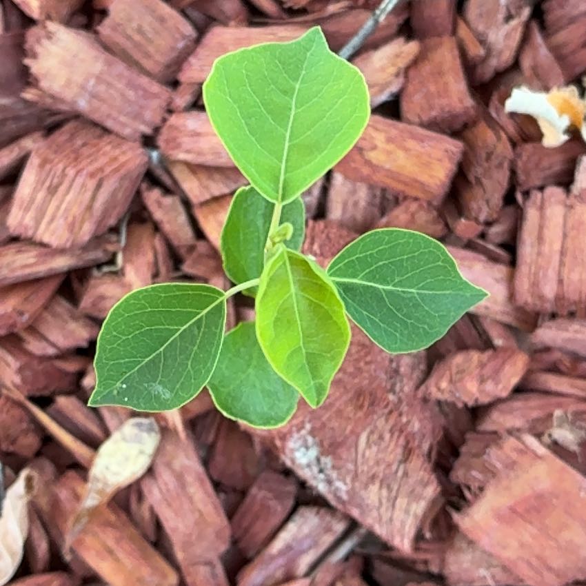 Photo of the plant species Chinese Tallow by @HeirMangeao45 named Plato on Greg, the plant care app