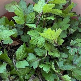 Photo of the plant species Atlantic Ninebark by @HeirMangeao45 named Einstein on Greg, the plant care app