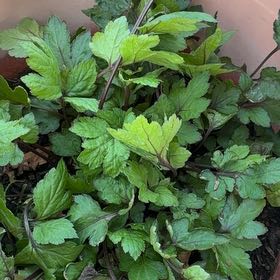 Photo of the plant species Atlantic Ninebark by @HeirMangeao45 named Hemingway on Greg, the plant care app