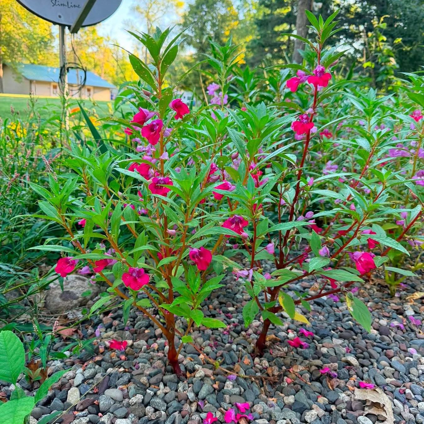 Photo of the plant species Balsam by @HeirMangeao45 named Dolores on Greg, the plant care app