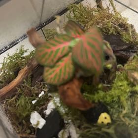 Photo of the plant species Red prayer plant by @Suz92 named Osmo on Greg, the plant care app