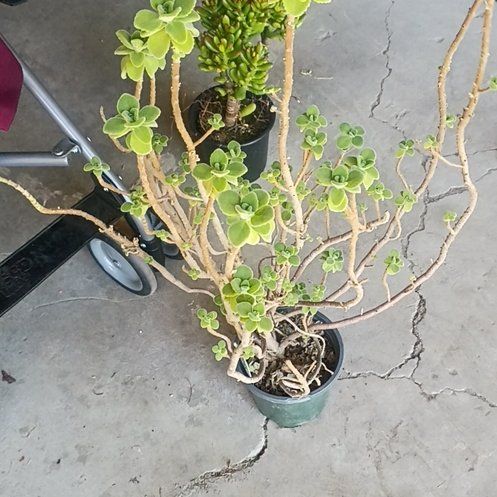 Photo of the plant species Vicks Plant by @DandyMizuna87 named Sahara on Greg, the plant care app