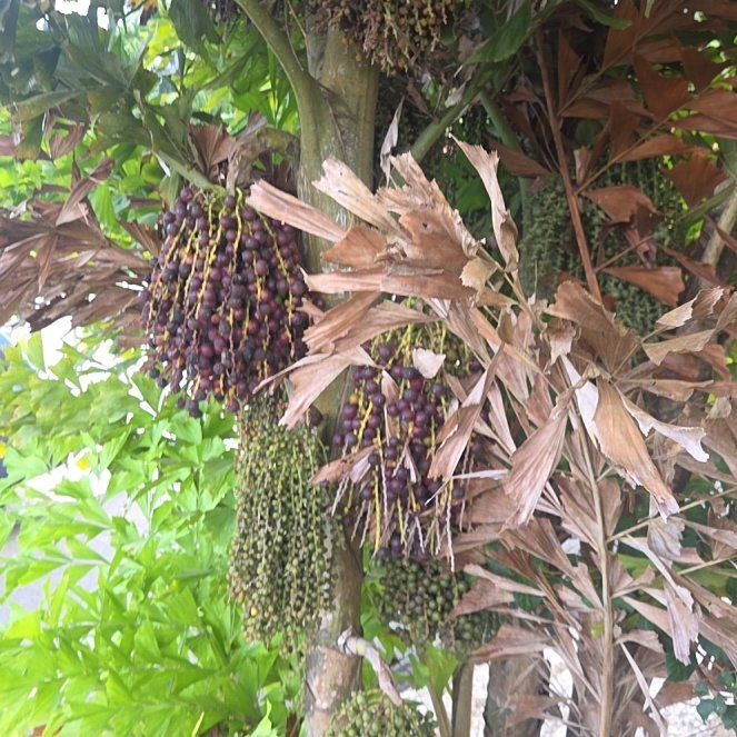 Photo of the plant species Fishtail Palm by @YesPokaka43 named Gomez on Greg, the plant care app