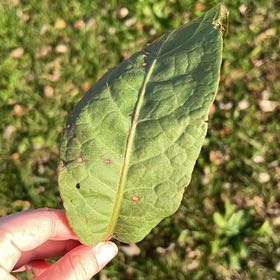 Photo of the plant species Common Sorrel by @KeyDracaena10 named Demi on Greg, the plant care app