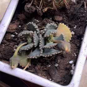 Photo of the plant species Mimicry Plant by @LizardLounge named Sage on Greg, the plant care app