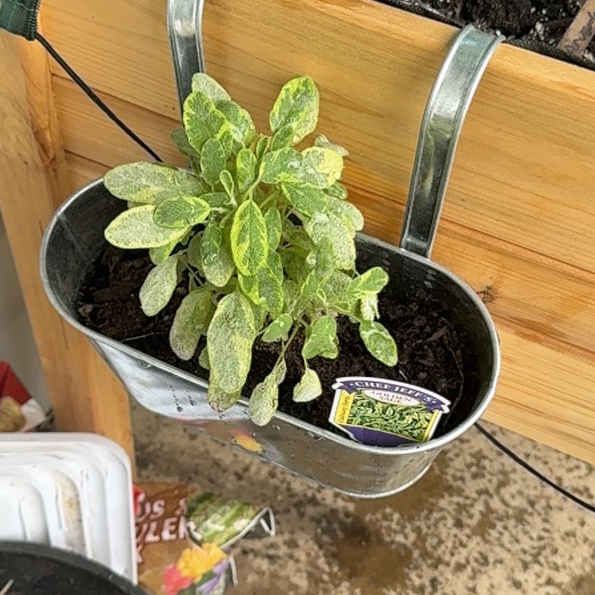 Photo of the plant species Golden Sage by @LizardLounge named Marley on Greg, the plant care app