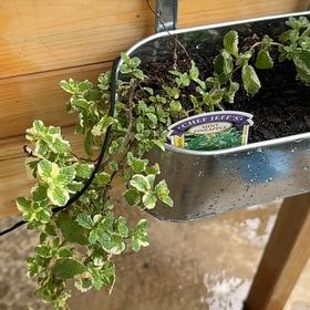 Photo of the plant species Pineapple Mint by @LizardLounge named Lola on Greg, the plant care app