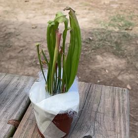 Photo of the plant species Sweet Pitcher Plant by @PumpedupGollum5 named Aristotle on Greg, the plant care app