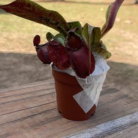 Photo of the plant species Pitcher Plant by @PumpedupGollum5 named Gobi on Greg, the plant care app