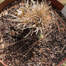 Photo of the plant species Lomandra by @PumpedupGollum5 named Stella on Greg, the plant care app