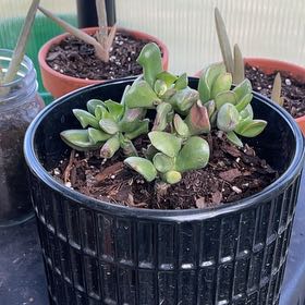 Photo of the plant species Crassula 'Ogre Ears' by @PumpedupGollum5 named Walt on Greg, the plant care app