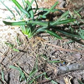 Photo of the plant species Snowdrop by @PumpedupGollum5 named Treeyoncé on Greg, the plant care app