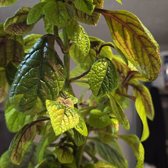 Photo of the plant species Swedish Ivy by @AstuteSedge42 named Kendall on Greg, the plant care app