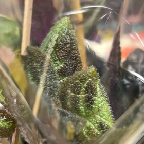 Photo of the plant species Hummingbird Sage by @ZappyRhubarb6 named Apollo on Greg, the plant care app