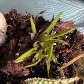 Photo of the plant species Tampa Butterfly Orchid by @YoungMendoza35 named Gaga on Greg, the plant care app