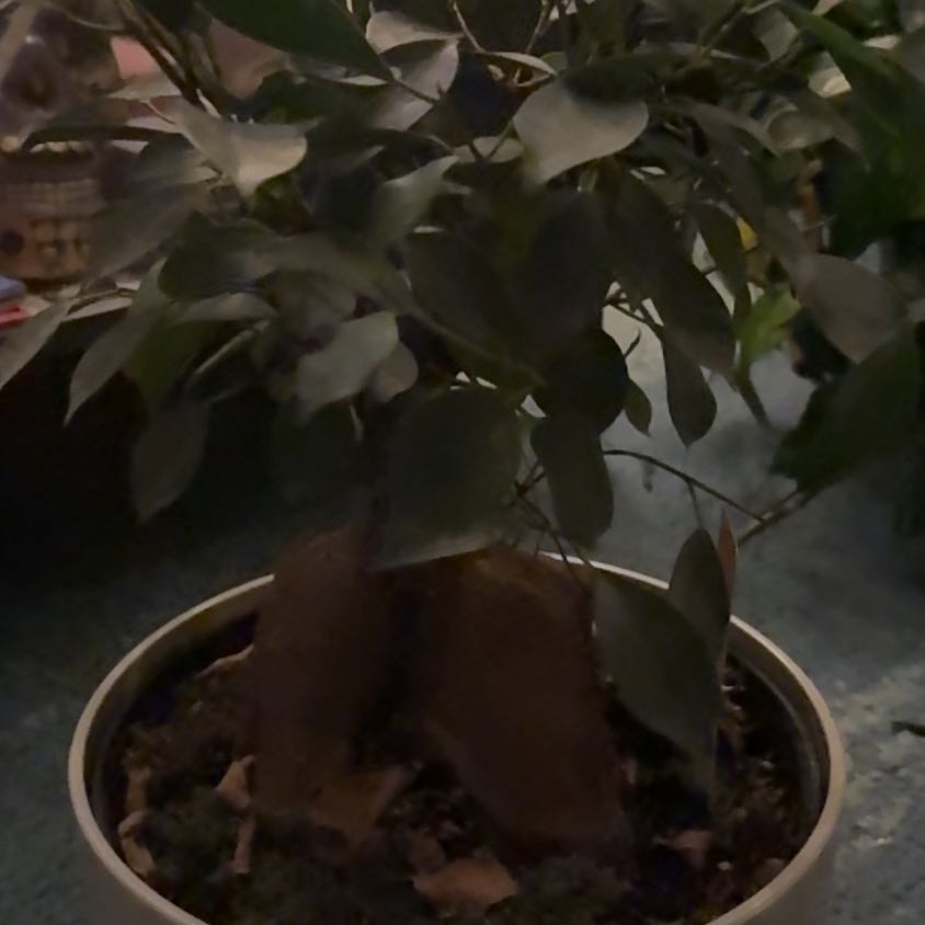 Photo of the plant species Ficus Bonsai by @Katy.Beltran named Bigleef Smalls on Greg, the plant care app