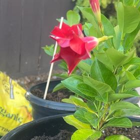 Photo of the plant species Sun Parasol Mandevilla by @BriskBluebill59 named Duke on Greg, the plant care app