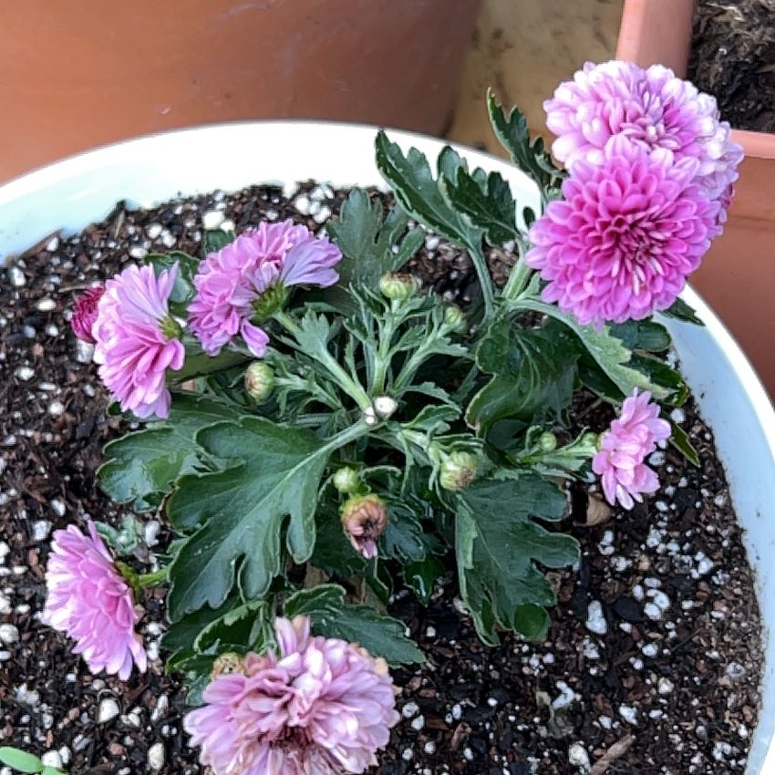 Photo of the plant species Pot Mum 'Chrystal Red' by @BriskBluebill59 named Messi on Greg, the plant care app