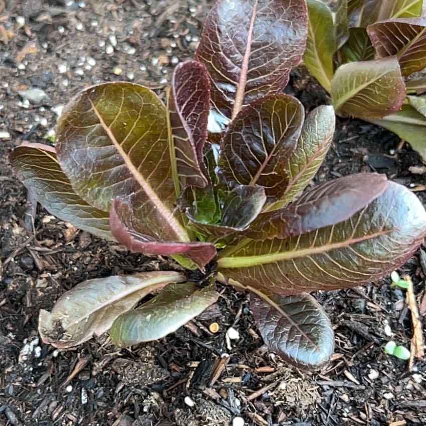 Photo of the plant species Red Romain by @BriskBluebill59 named Rihanna on Greg, the plant care app