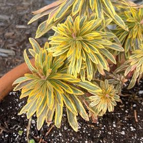 Photo of the plant species Euphorbia 'Ascot Rainbow' by @BriskBluebill59 named Peter Parker on Greg, the plant care app