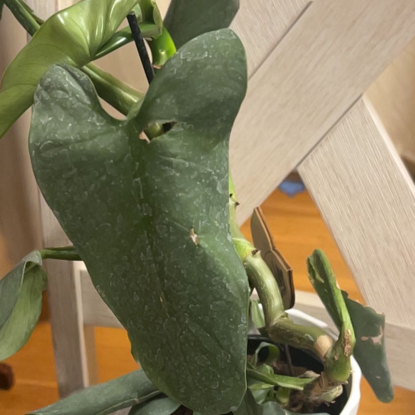 Photo of the plant species Fancy philodondron el paraiso verde by @ForemostDamsii named Harper on Greg, the plant care app