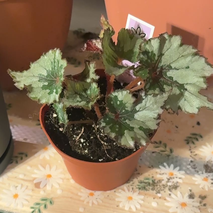 Photo of the plant species Rex Begonia 'Ghost Whisperer' by @MindfulMystax90 named Mollie on Greg, the plant care app